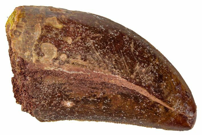 Serrated, Carcharodontosaurus Tooth - Real Dinosaur Tooth #267778